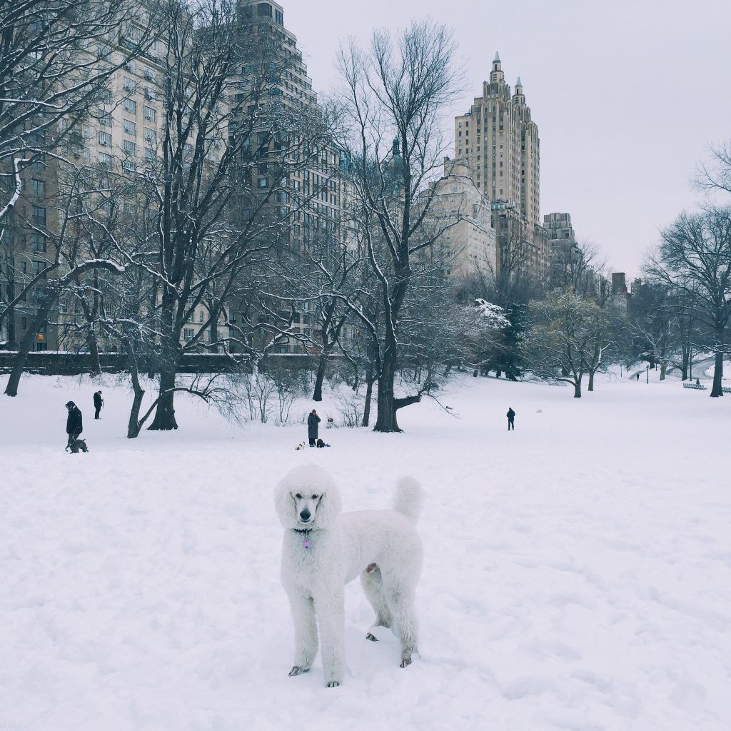 These Are the Odds of a White Christmas in Your Area - Casino.org Blog