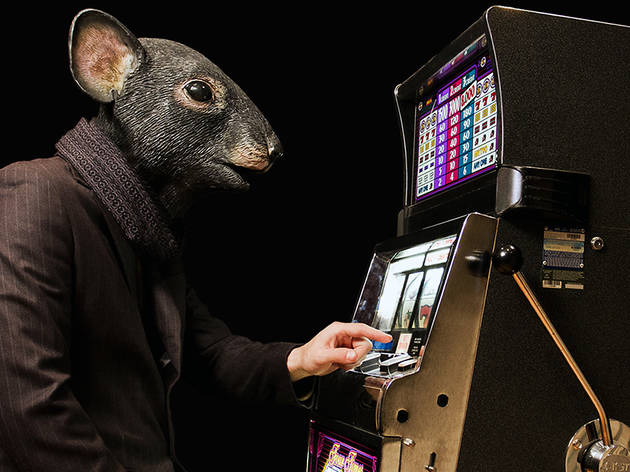 rat gambling experiment