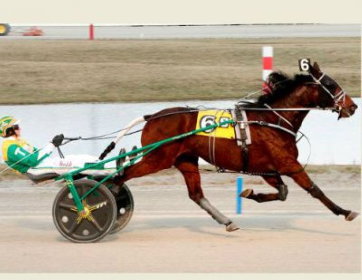 Bettor Wins Doped Horse Lawsuit