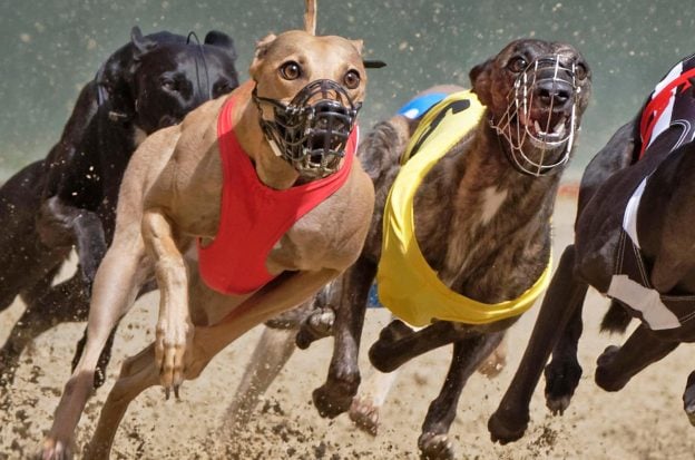 Greyhound Racing