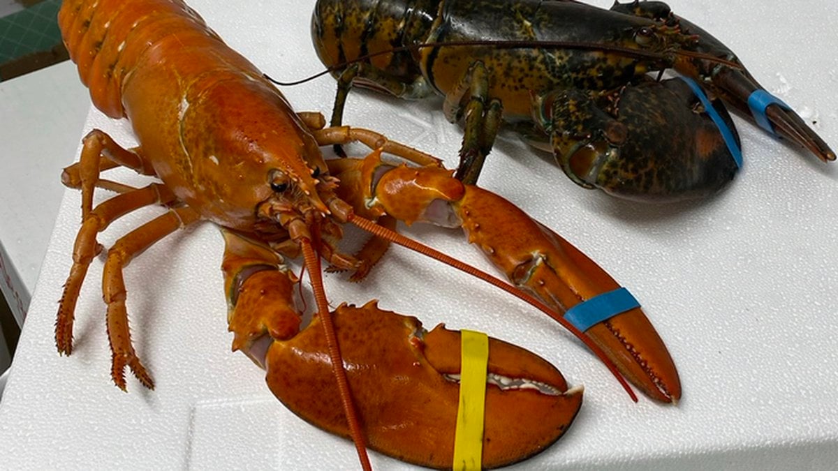 Rare Orange Lobster Beats Vegas Odds at Downtown Steakhouse - Casino.org
