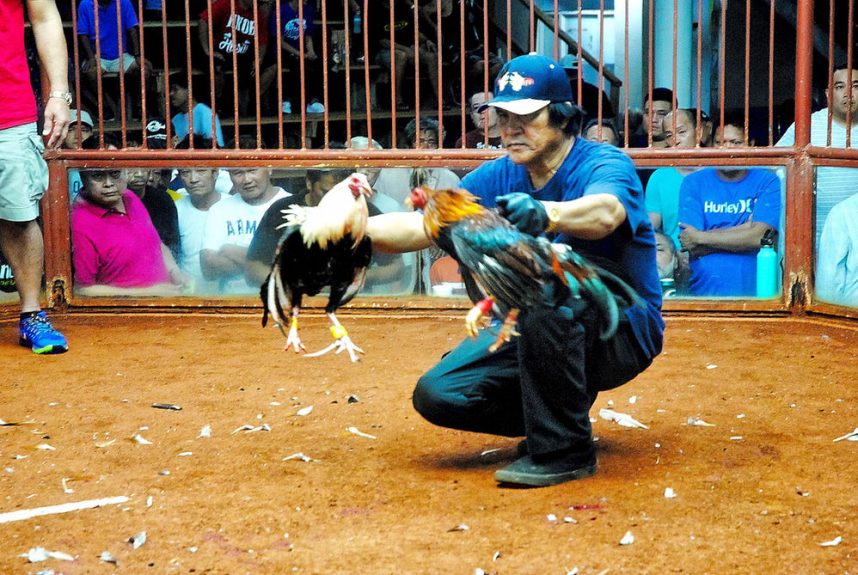 Cockfighting Ring Busted Near Los Angeles Hundreds Of Fighting Roosters Discovered 