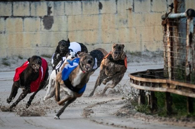 greyhound racing