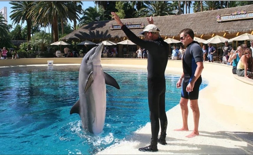 19-year-old bottlenose dolphin dies at Mirage on Las Vegas Strip
