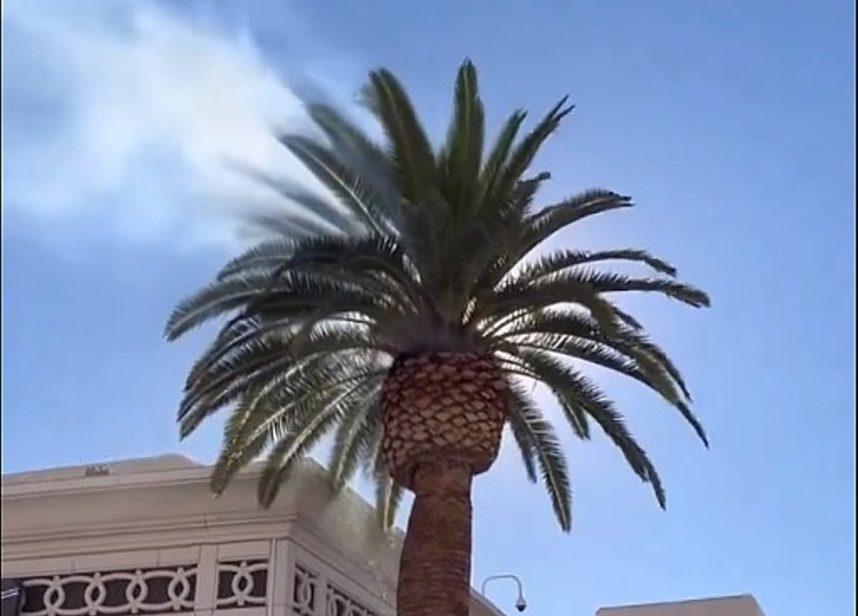 VEGAS MYTHS BUSTED: Trees Can Spontaneously Combust in Strip Heat