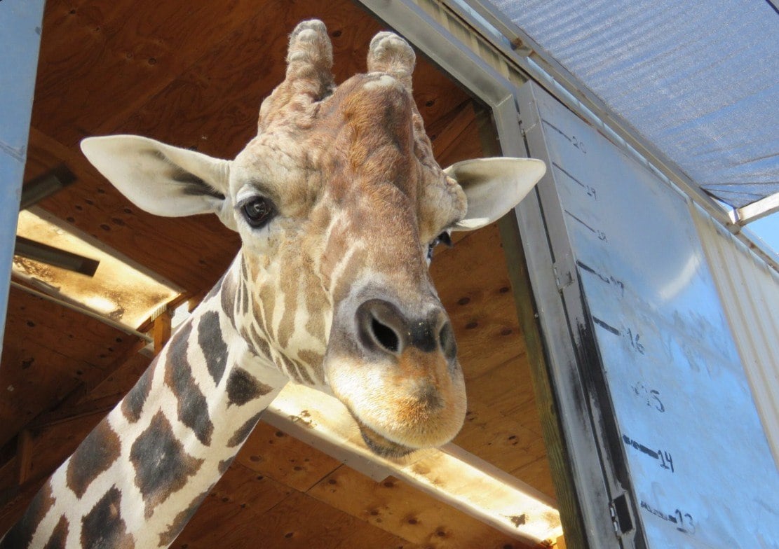 Photo of Las Vegas’ Only Giraffe Dies at Lion Habitat Ranch – Casino.org