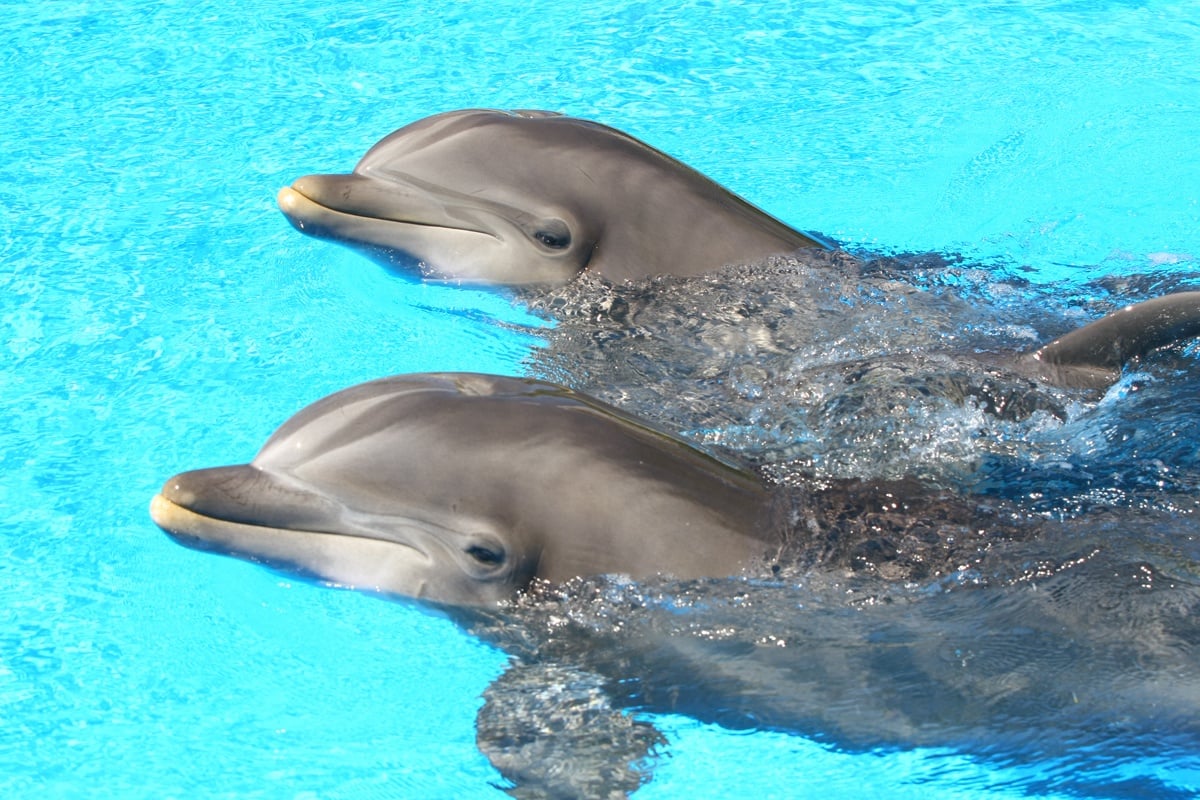 Las Vegas hotel attraction closed after dolphin deaths